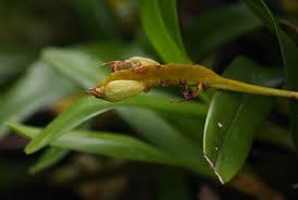 Image result for Bulbophyllum sandersonii