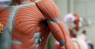 Human anatomy for muscle, reproductive, and skeleton. 11 Functions Of The Muscular System Diagrams Facts And Structure