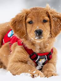 Autumn valley golden retriever rescue; Shasta The Golden Retriever Joins Mt Bachelor S Avalanche Rescue Dog Team Katu