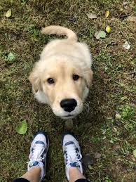 At my golden retriever puppies we are a network of small, independent golden retriever breeders who care about happy and healthy dogs. Breeder In Philly Golden Retriever Dog Forums