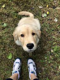 Litters are referred by our organization only after the breeder has provided eyes and hip. Breeder In Philly Golden Retriever Dog Forums