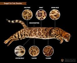 For those of us who love or have orange tabby cats! Bengal Cat Colors And Patterns Visual Guide