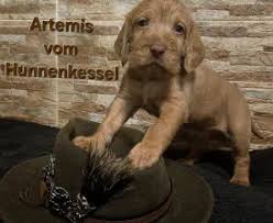 Image result for maďarský ohař drátosrstý