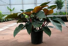 They range in growth pattern from graceful and vining to bold and bushy. Philodendron Rojo Congo Care Grow Tips Philodendron Plant
