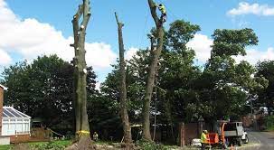 Bedfordview travel guide with detailed information about bedfordview, attractions, photographs bedfordview is only 15 minutes from the johannesburg vibrant cbc (downtown johannesburg). Tree Felling Bedfordview Whatsapp Message 083 798 4498 Tree Felling Soweto Whatsapp Message 083 798 4498