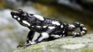Back From The Abyss These Are The Animal Species That Resurfaced In 2019 After They Were Feared Lost Abc News