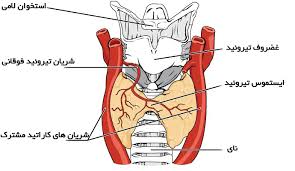 آناتومی غده تیروئید: عملکرد غده تیروئید و و هورمون تیروکسین - فوق تخصص غدد  و متابولیسم کودکان