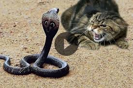 Anaconda vs lion real fight caught on camera other videos : Cat Vs Snake Fight Who Will Win In 2021 Elephant Rescue Bull Elephant Snake