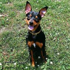 Smiling Minpin Pinscher Dog Miniature Doberman Pinscher Miniature Pinscher Puppy Miniature Pinscher