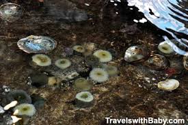 Find out how to plan crescent city trip without stress by asking inspirock to help create an itinerary. A Visit To Ocean World Aquarium At Crescent City Northern California Travels With Baby