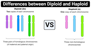 Diploid describes a cell or nucleus which contains two copies of genetic material, or a complete set of chromosomes, paired with their homologs (chromosome carrying the same information from the other. Diploid Vs Haploid Definition 12 Major Differences Examples