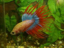 Fish guide for siamese fighting fish, betta splendens, betta profile with fish pictures, description and glen s. Female Betta Fish Rfi