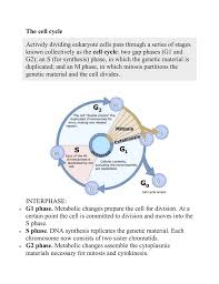 Most of the life of a cell is spent in interphase. The Cell Cycle Mitosis Note