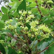 Image result for Zanthoxylum delagoense