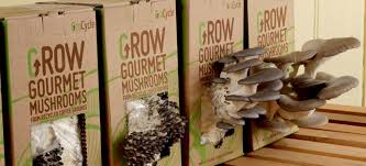 Check spelling or type a new query. How To Grow Mushrooms The Ultimate Guide Grocycle