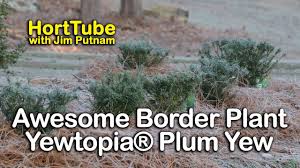Maybe you would like to learn more about one of these? Horttube Perfect Border Plant For The Shade Yewtopia Plum Yew Facebook