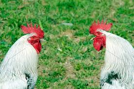 Domesticated males of the species gallus gallus: Two Roosters Wild Animals Photos Rooster Beautiful Birds
