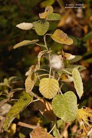 Image result for Ipomoea verbascoidea