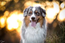 Sometimes referred to as a mini american shepherd as well. Das Neutrale Und Kostenlose Mini Aussie Mini American Portal Die Seiten Rund Um Den Kleinen Aussie Miniature Australian Shepherd Miniature American Shepherd