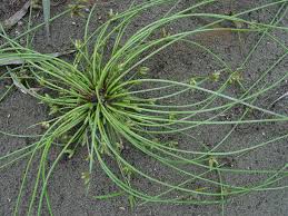 Image result for Schoenoplectiella articulata