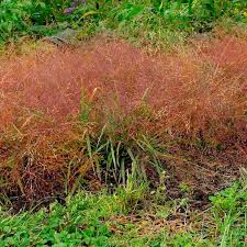 Image result for Eragrostis moggii