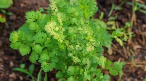 Image result for Coriandrum sativum