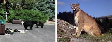 Remate parado por bajo a la izquierda. Osos Y Leones