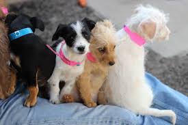 The event led 25 animals to their forever homes, which maltun said is a solid number for a holiday weekend, as shelters normally see a lower. We San Luis Obispo County Division Of Animal Services Facebook