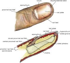 Tons of diagrams and pictures to help you understand. Psoriasis Of The Nail Anatomy Pathology Clinical Presentation And A Review Of The Literature On Therapy Journal Of The American Academy Of Dermatology