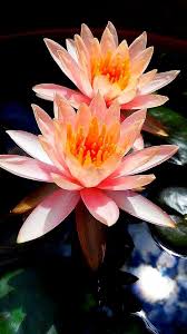 Lotus Lotushealingsanctuary Flower Pictures Beautiful Flowers Water Lilies