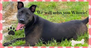 Best pest & animal control dirba šiose srityse: City Of Humble Texas Animal Shelter Home Facebook