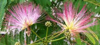 L Arbre A Soie L Albizia Inspirations Desjardins