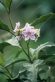 Image result for Solanum