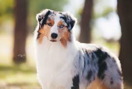 If you are interested in helping animal rescues raise money, please play our quiz. Catalina Australian Shepherds Aussies Colorado Australian Shepherd Australian Shepherd Dogs Aussie Dogs
