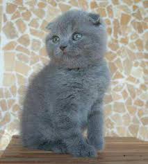 Scottish Fold Kedi Veya Maltese Terrier Kopek Yavru Uygun Fiyata Bulabilirmiyim Sizce Kizlarsoruyor