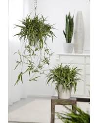 Pin On Plantes
