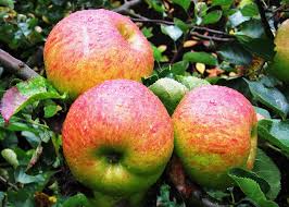 12 Lesser Known Apple Varieties That Growers Recommend Bramley Apple Apple Apple Varieties