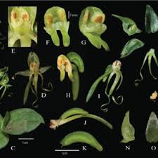 Image result for Platycoryne affinis