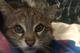 Check spelling or type a new query. Sag Libera A Un Gato Colocolo Tras Cuatro Meses De Tratamiento En Centro De Rehabilitacion La Voz Del Norte