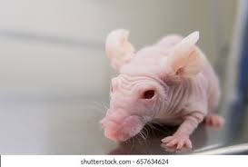 131 Nude Mouse Images, Stock Photos & Vectors | Shutterstock