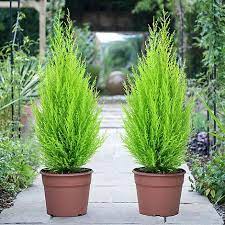 The foliage retains its brilliant color in winter. Cupressus Macrocarpa Goldcrest Exoticplantsouq Indoor Plants Outdoor Plants Plant Pots