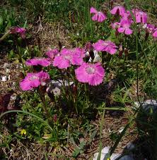 Image result for Dianthus chimanimaniensis