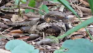 Eastern Whip-Poor-Will - Facts, Diet, Habitat & Pictures on Animalia.bio