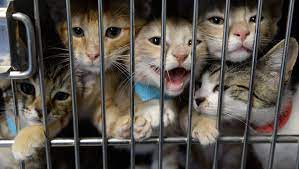 Pet adoption is the process of taking responsibility for a pet that a previous owner has abandoned or released to a shelter or rescue organization. Free Adoptions At The Gloucester County Animal Shelter
