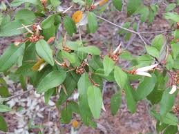 Image result for Croton dichogamus