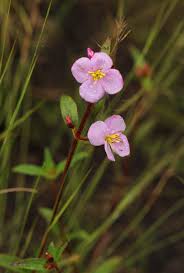 Image result for Antherotoma