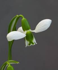 Video Facinating Snowdrops Alpine Garden Society Planting Flowers Rare Plants Alpine Garden