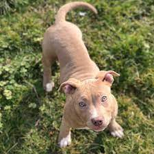 The mother is a razors edge blue nose and the father is. Pitbull Puppies For Sale American Pitbull Terrier Breeding Centre Pitbull Forest House