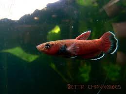 Betta Channoides By Noon F F Betta Fish Pet Wild