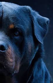 Big Head Rottweilers Face Rottweiler Dog German Rottweiler Rottweiler Funny